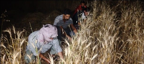 पुंछ जिले में नियंत्रण रेखा के पास के गांव में रात को गैंहू की कटाई करते हुए किसान